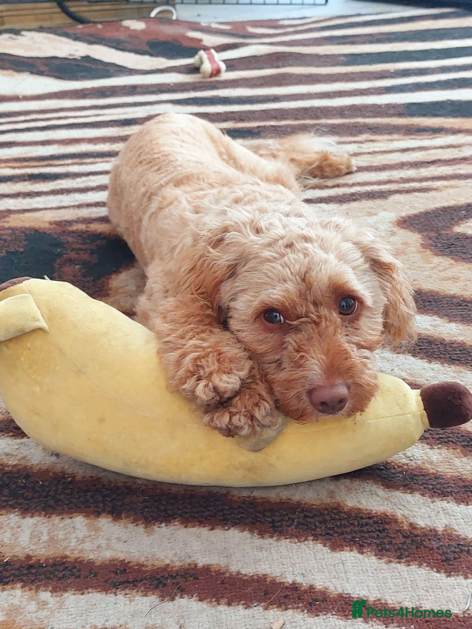 Cavachon dogs 2.5 Year Old Maisie Is Looking For A New Home - Advert 6
