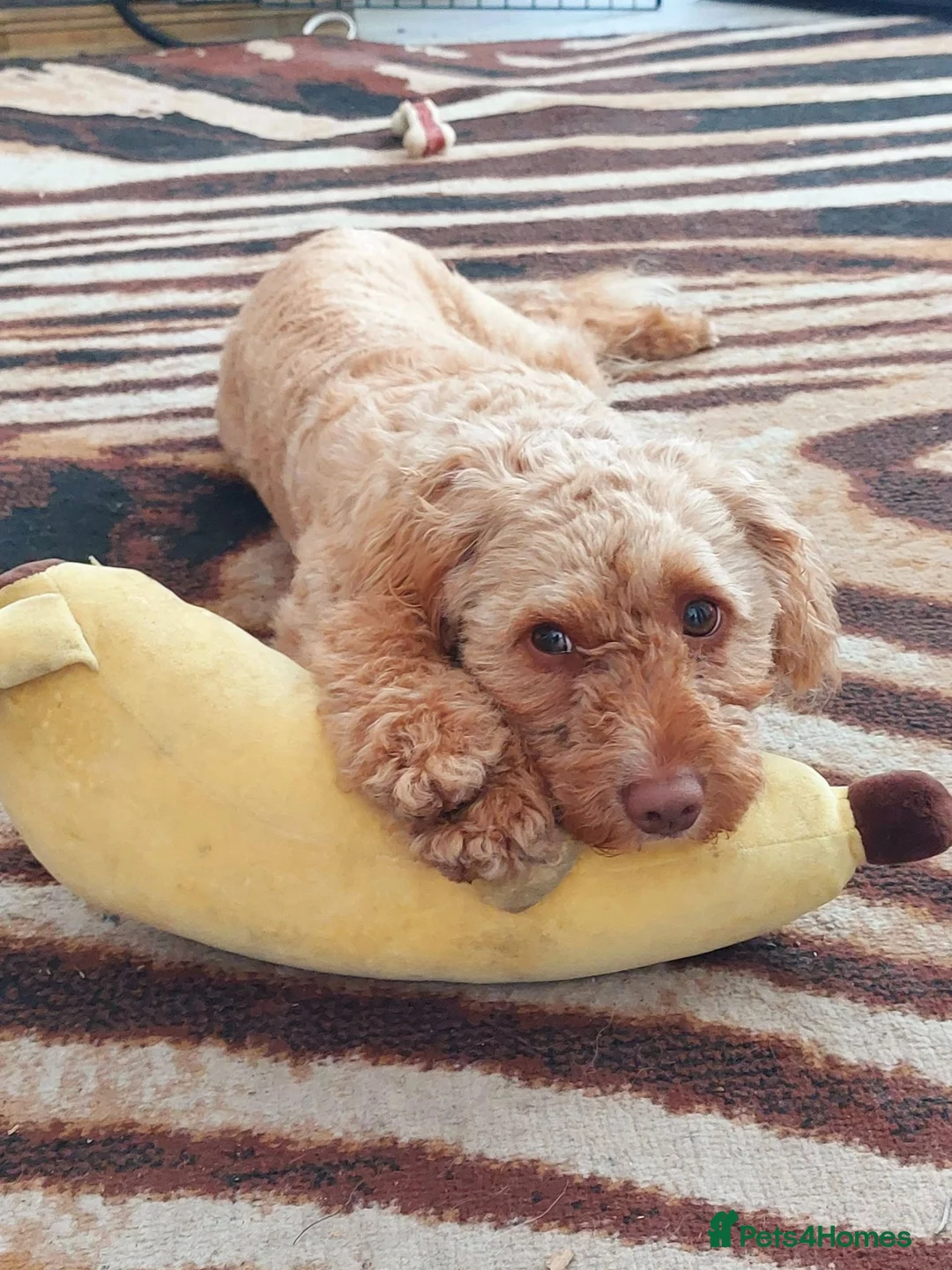 Cavachon dogs for sale: 2.5 Year Old Maisie Is Looking For A New Home - Advert 1