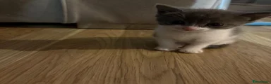 White and grey kitten 