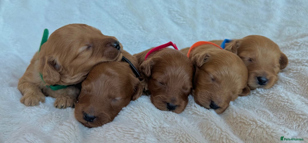 Cavapoo dogs for sale: Beautiful Red F1b Cavapoo Puppies - Image 2