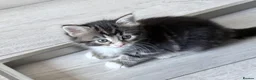Mixed Breed cats for sale: Mixed breed kittens  - Advert 18