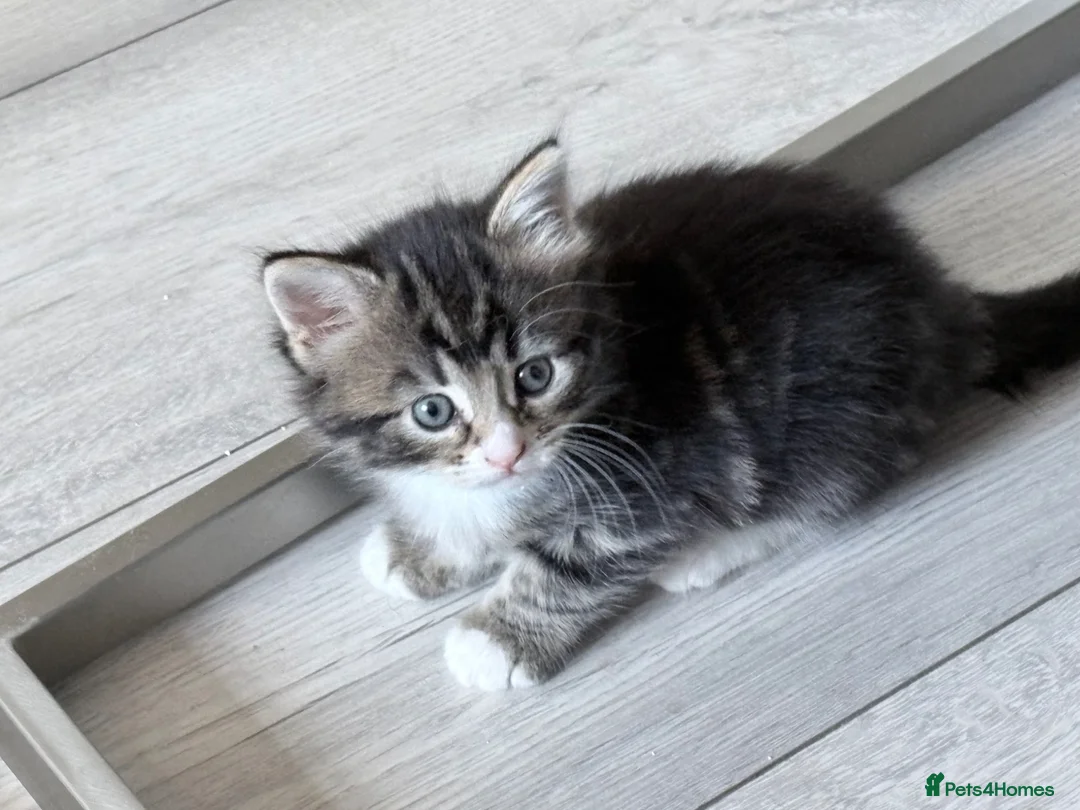 Mixed Breed cats for sale: Mixed breed kittens  - Advert 18
