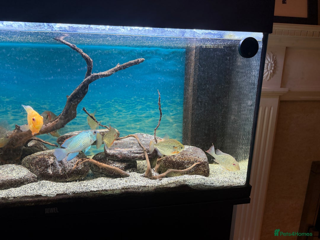 Cichlids fish for sale: Juwel 180 aquarium setup with cichlids  - Advert 3