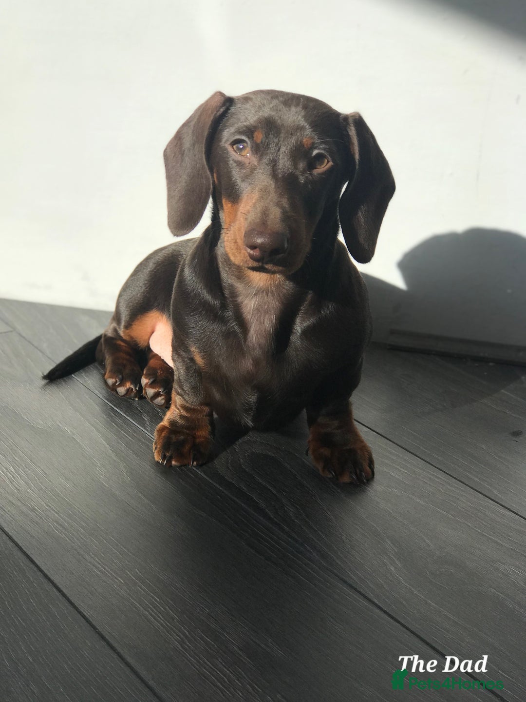 Miniature Dachshund dogs for sale: Beautiful Miniature Daschund Puppies For Sale - Advert 9
