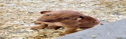 Hungarian Vizsla dogs for sale: Beautiful KC Registered Hungarian Vizsla Puppies  - Advert 22