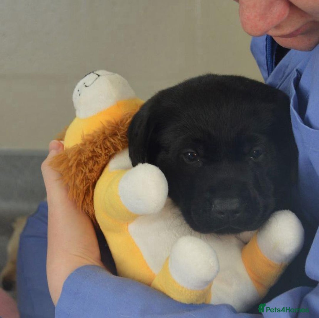 Labrador Retriever dogs for sale: 7 kc rg beautiful lab puppies - Image 5