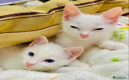 Ragdoll cats for sale: Beautiful Ragdol - Image 7