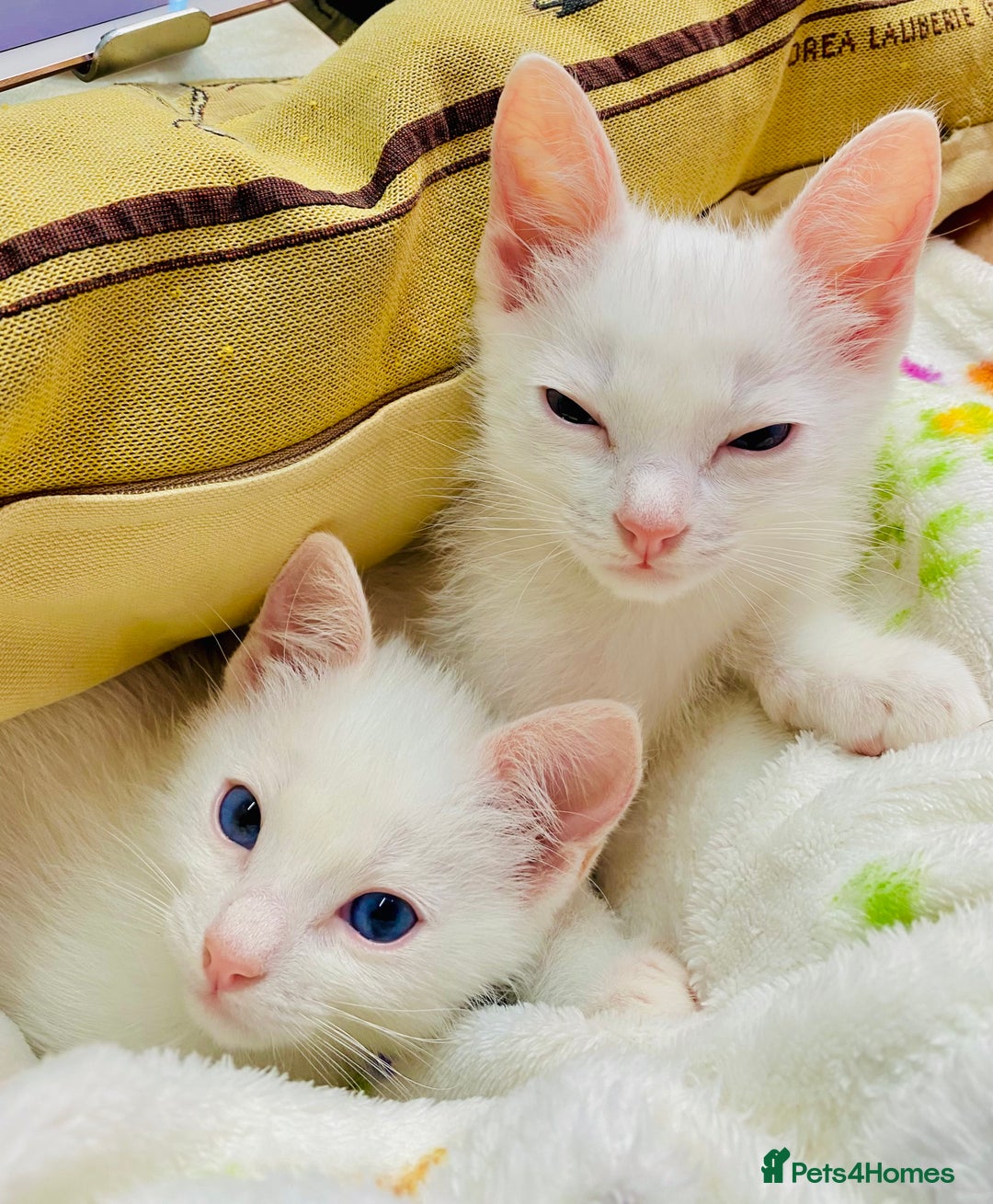 Ragdoll cats for sale: Beautiful Ragdol - Image 7