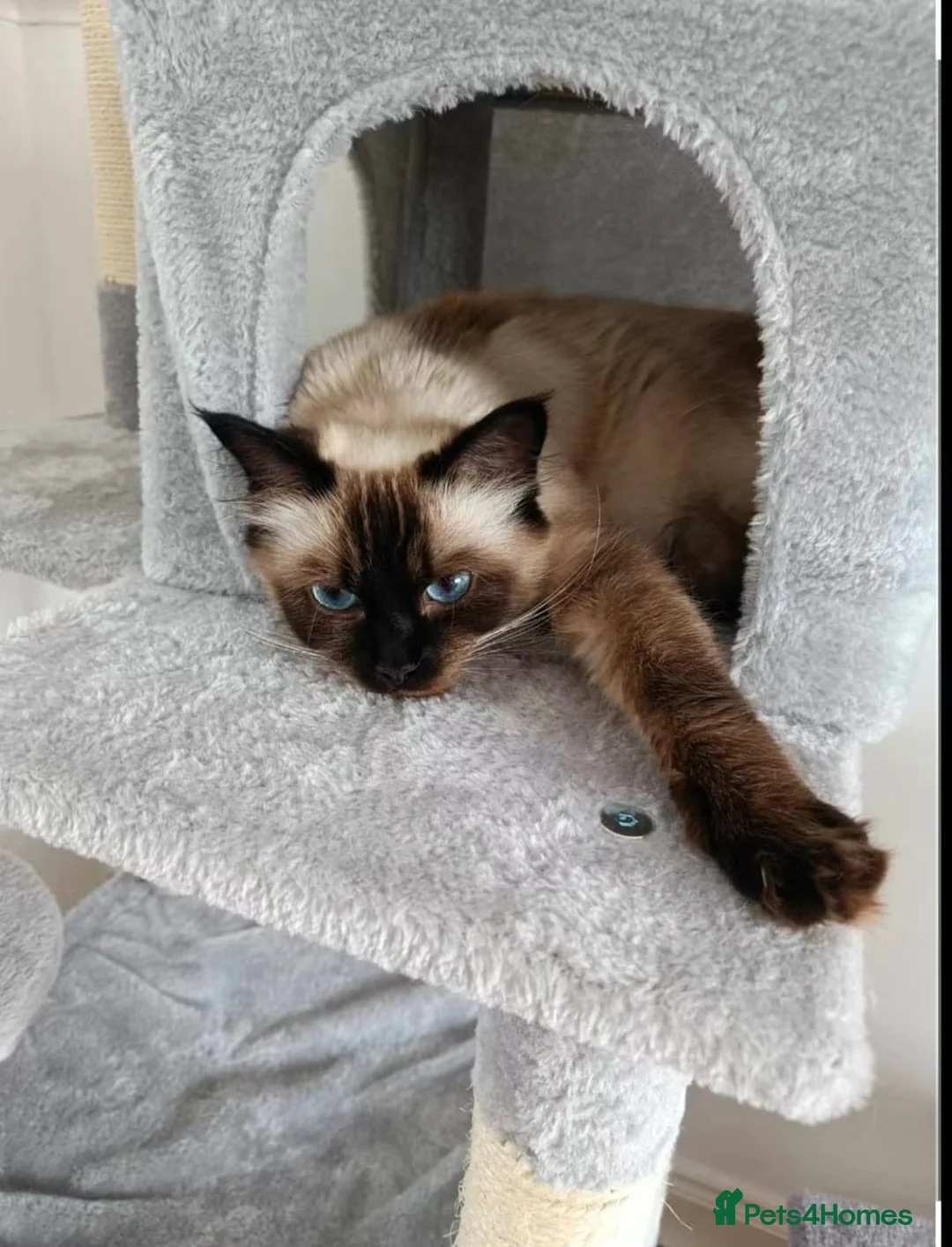 Ragdoll cats for sale: Beautiful Blue Point Ragdoll kitten - Advert 2