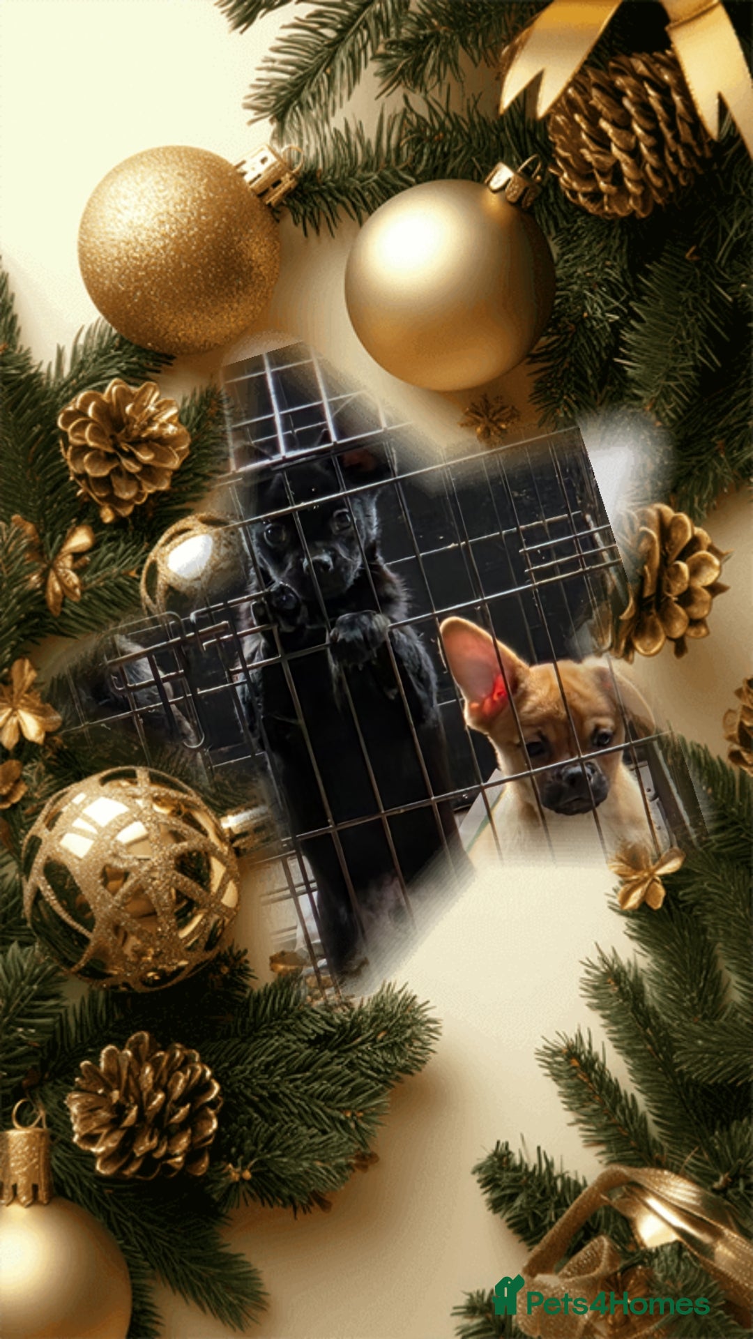 French Bulldog dogs for sale: ❤️⭐️  Adorable Frenchie poms ❤️⭐️ ONLY 3 LEFT ⭐️ - Advert 28