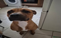 Mixed Breed dogs for sale: Looking for a forever home  - Image 2
