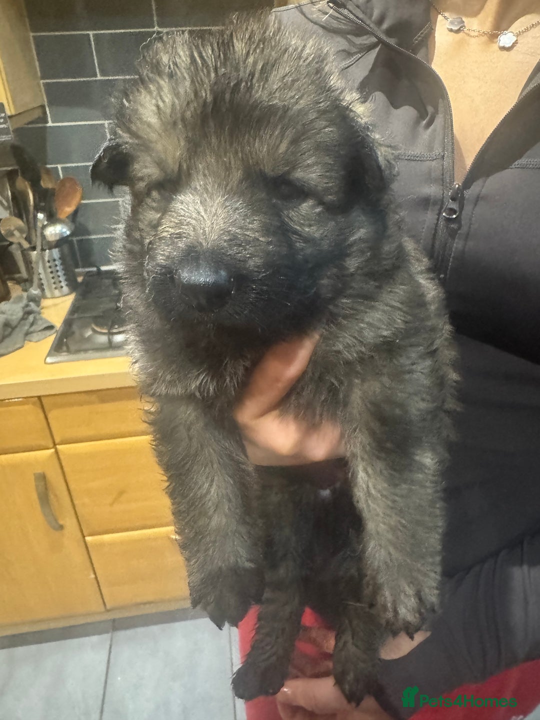 German Shepherd dogs for sale: Rockforce Long Haired German Shepherd Puppies - Advert 15