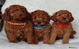 Cavapoo dogs for sale: Exquisite F1B Cavapoo Puppies - Image 4