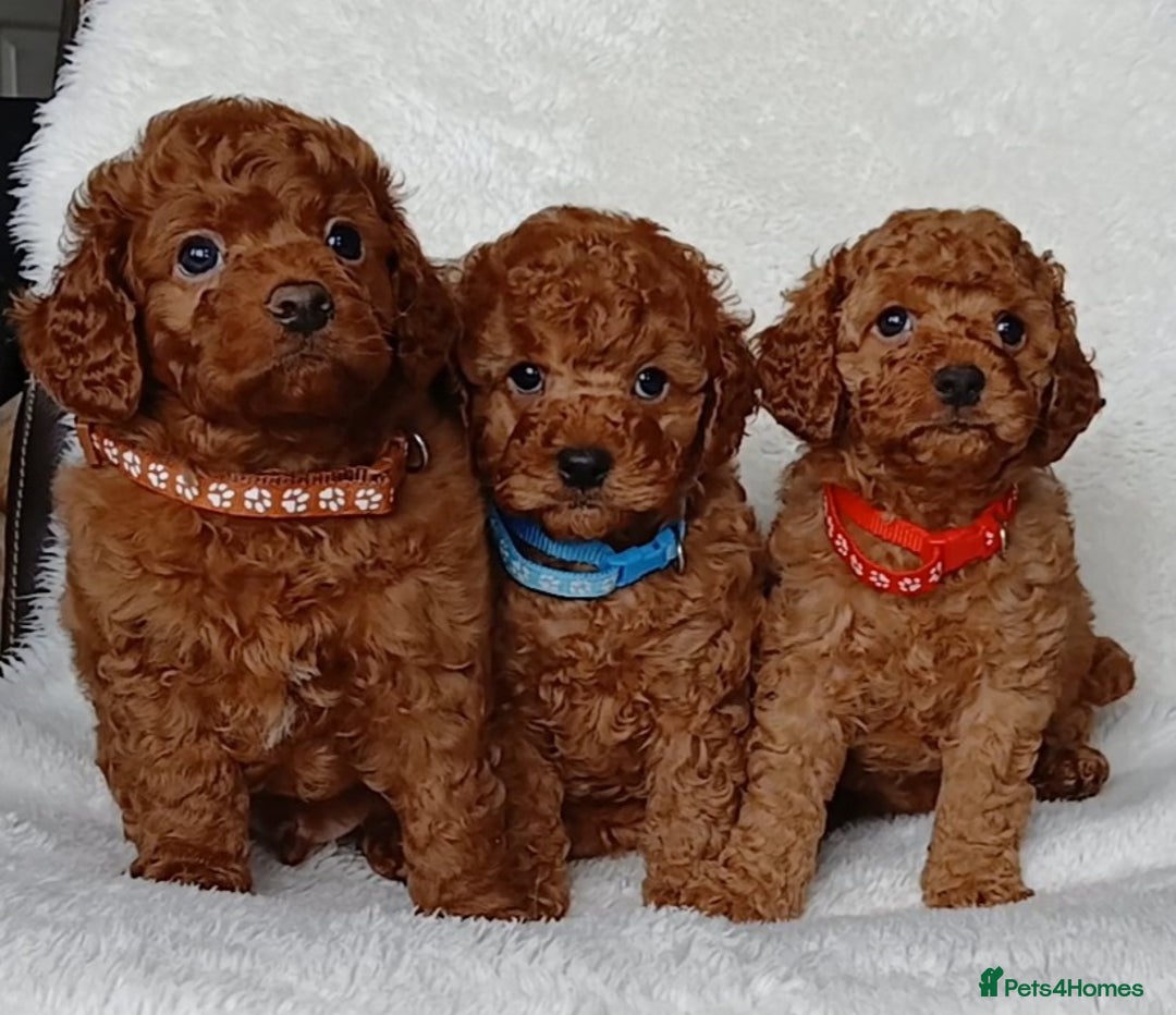 Cavapoo dogs for sale: Exquisite F1B Cavapoo Puppies - Image 4