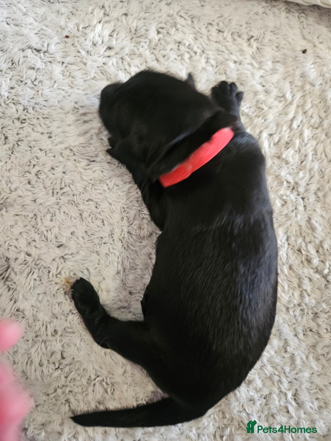 German Shepherd dogs for sale: Beautiful German Shepherd Pups for sale - Image 11