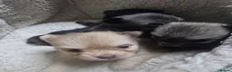 Pomchi dogs for sale: Pomchi  - Advert 16