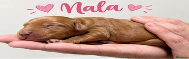 Nala 