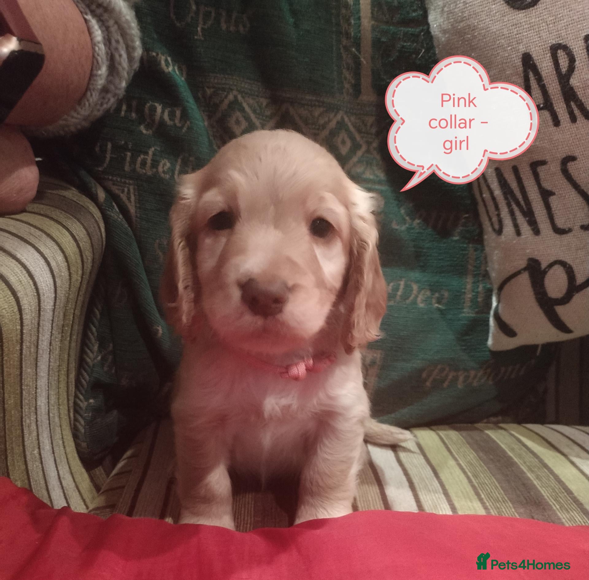 Cocker Spaniel dogs KC reg show type cocker spaniel pups for sale  - Advert 2
