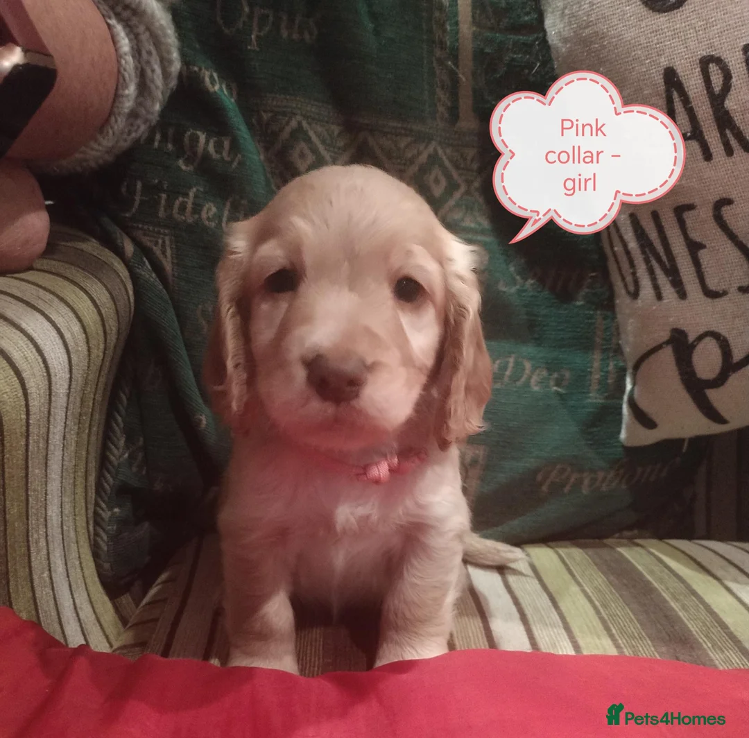 Cocker Spaniel dogs for sale: KC reg show type cocker spaniel pups for sale  in Dungannon - Advert 2