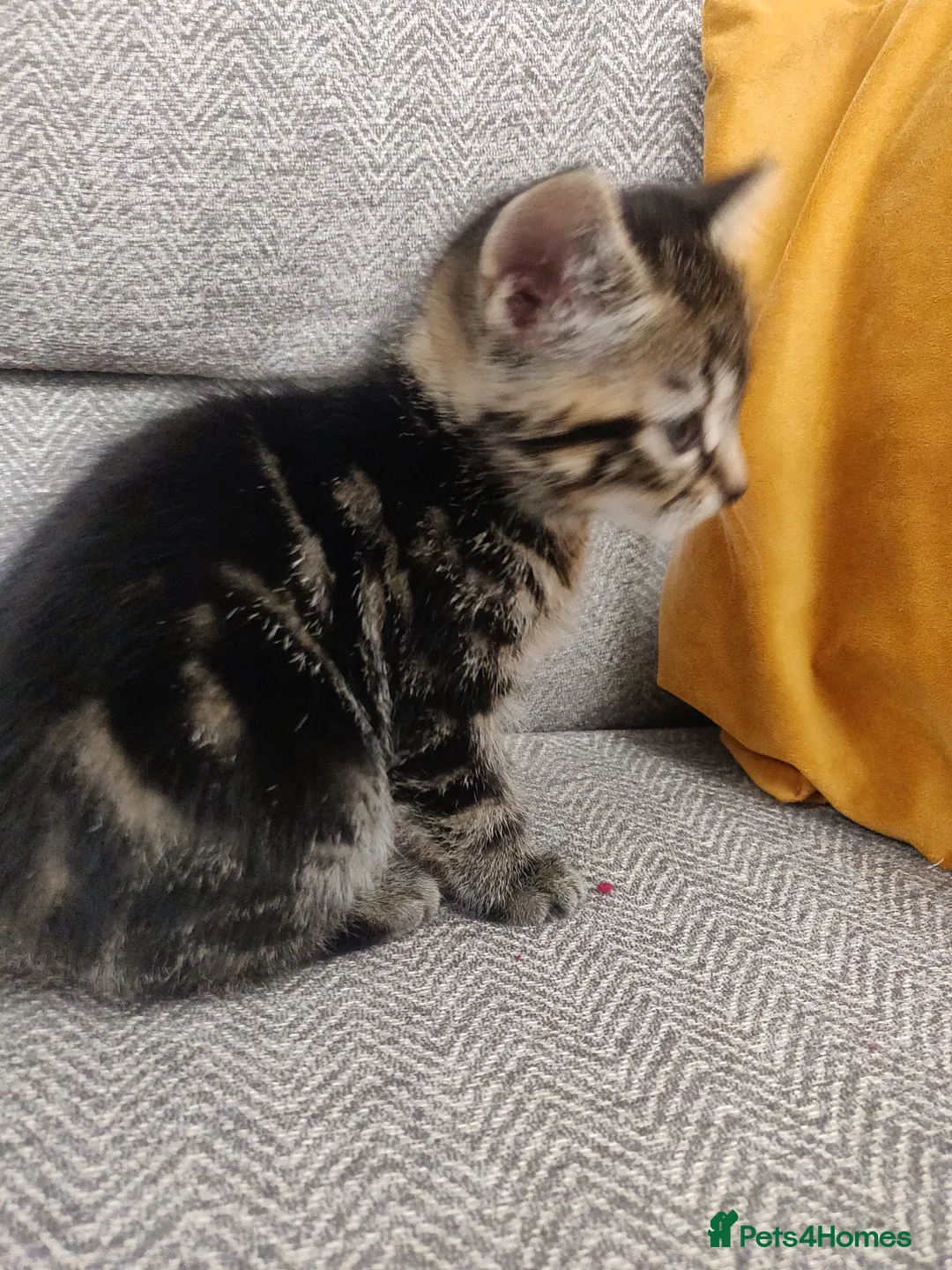 Mixed Breed cats for sale: 3 beautiful kittens  in Liverpool - Advert 5