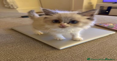 Siberian cats - Advert 1