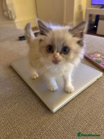 Siberian cats - Advert 7