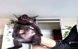 Mixed Breed cats for sale: 🐾 Adorable boy & girl 🐾 - Image 3