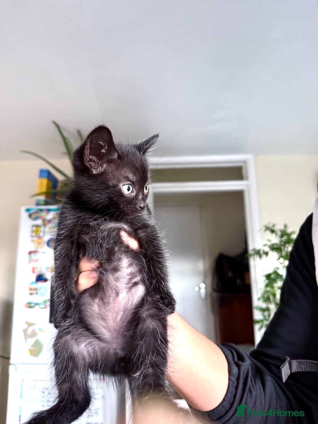 Mixed Breed cats for sale: 🐾 Adorable boy & girl 🐾 - Image 3