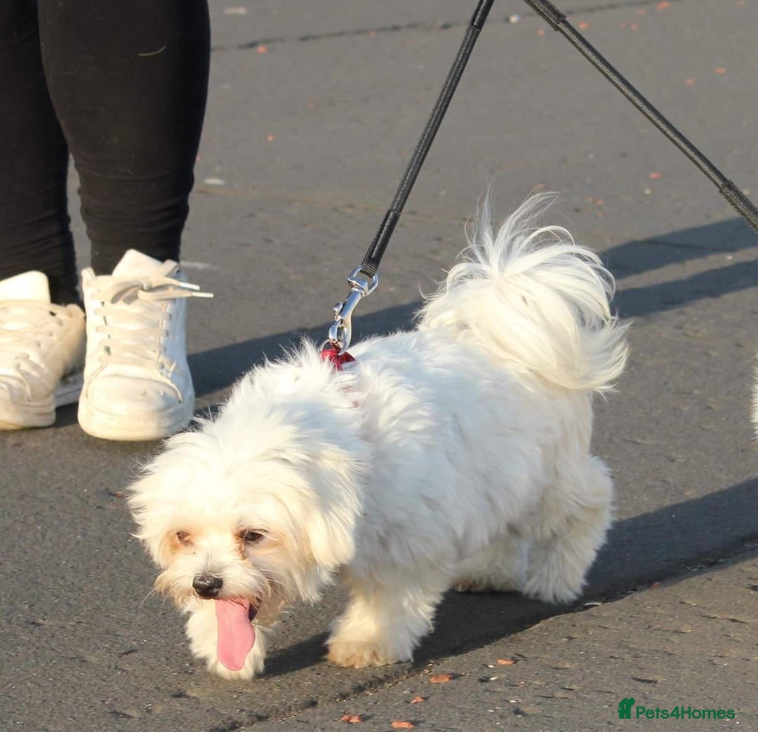 Maltipoo dogs for sale: Beautiful Parti/Cream Maltipoo puppies - Advert 6