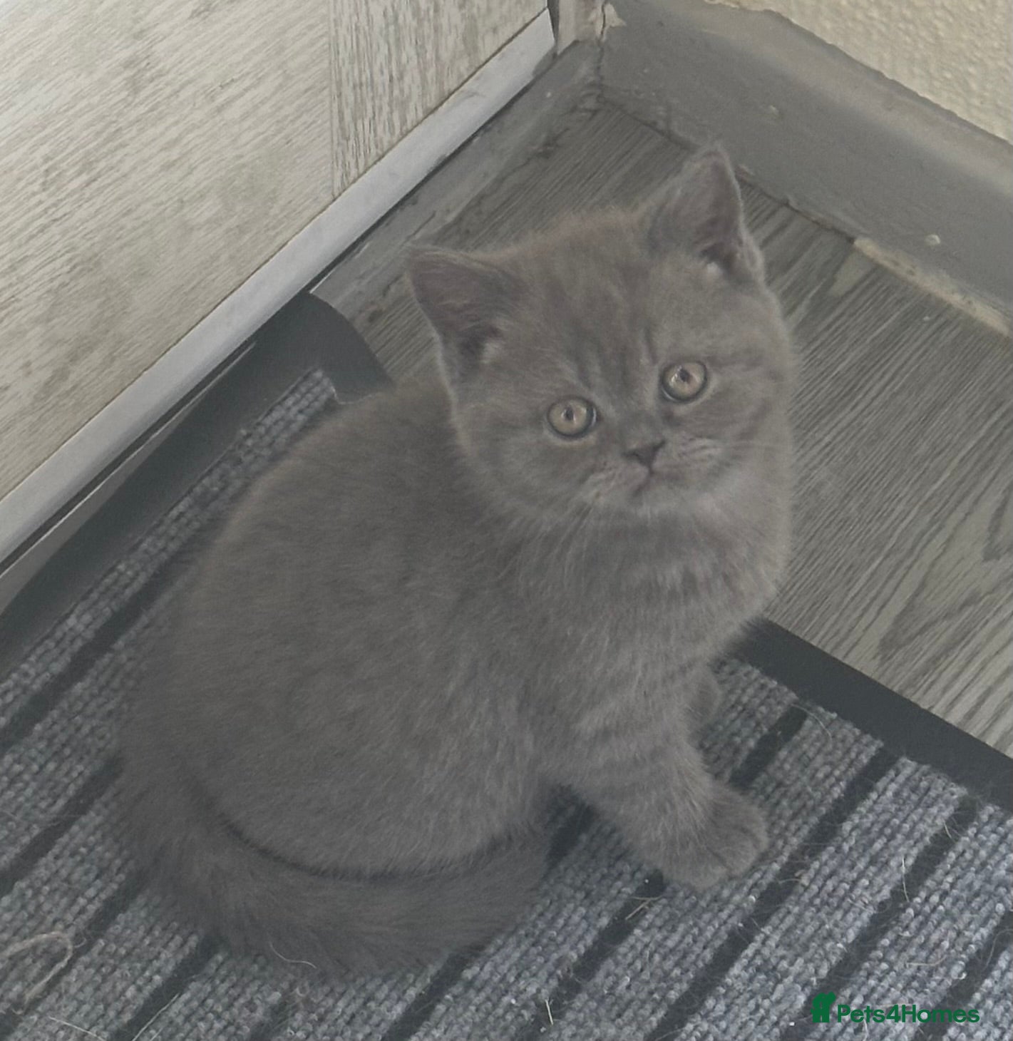 British Shorthair cats Pure breed amazing kitten from champion bloodline  - Advert 2