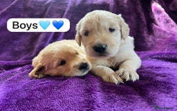 Golden Retriever dogs for sale: Gorgeous chunky golden retriever puppies - Image 8