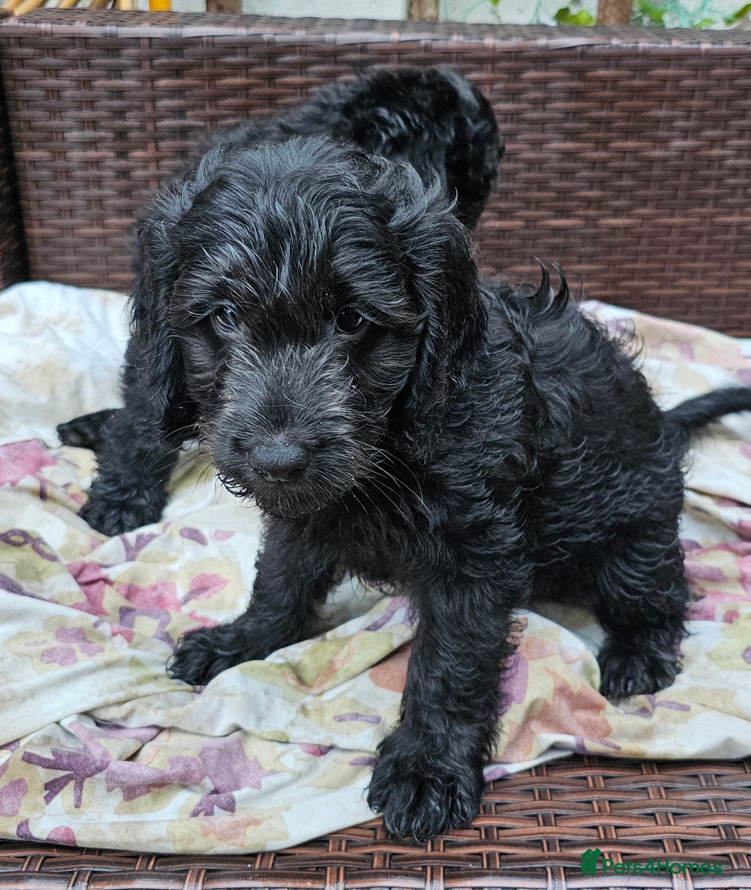 Cockapoo dogs for sale: Cockapoo Puppies - Ready now - Image 4