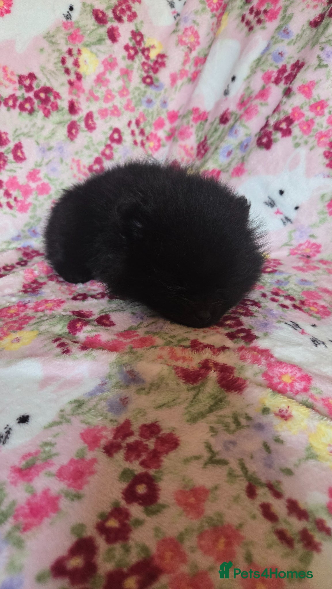 Pomeranian dogs Only one Beautiful little girl left  - Advert 1