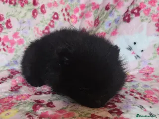 Pomeranian dogs Only one Beautiful little girl left - Advert 1