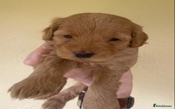 Mixed Breed dogs for sale:  Cavapoo x Cockapoo Ready 9th August - Image 21