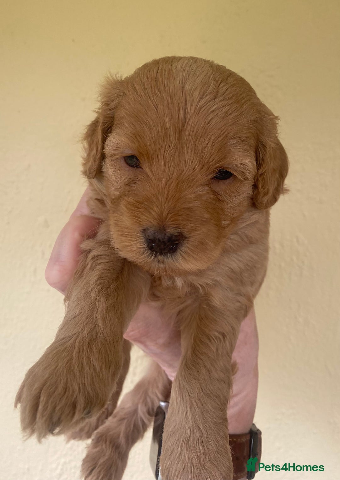 Mixed Breed dogs for sale:  Cavapoo x Cockapoo Ready 9th August - Image 21