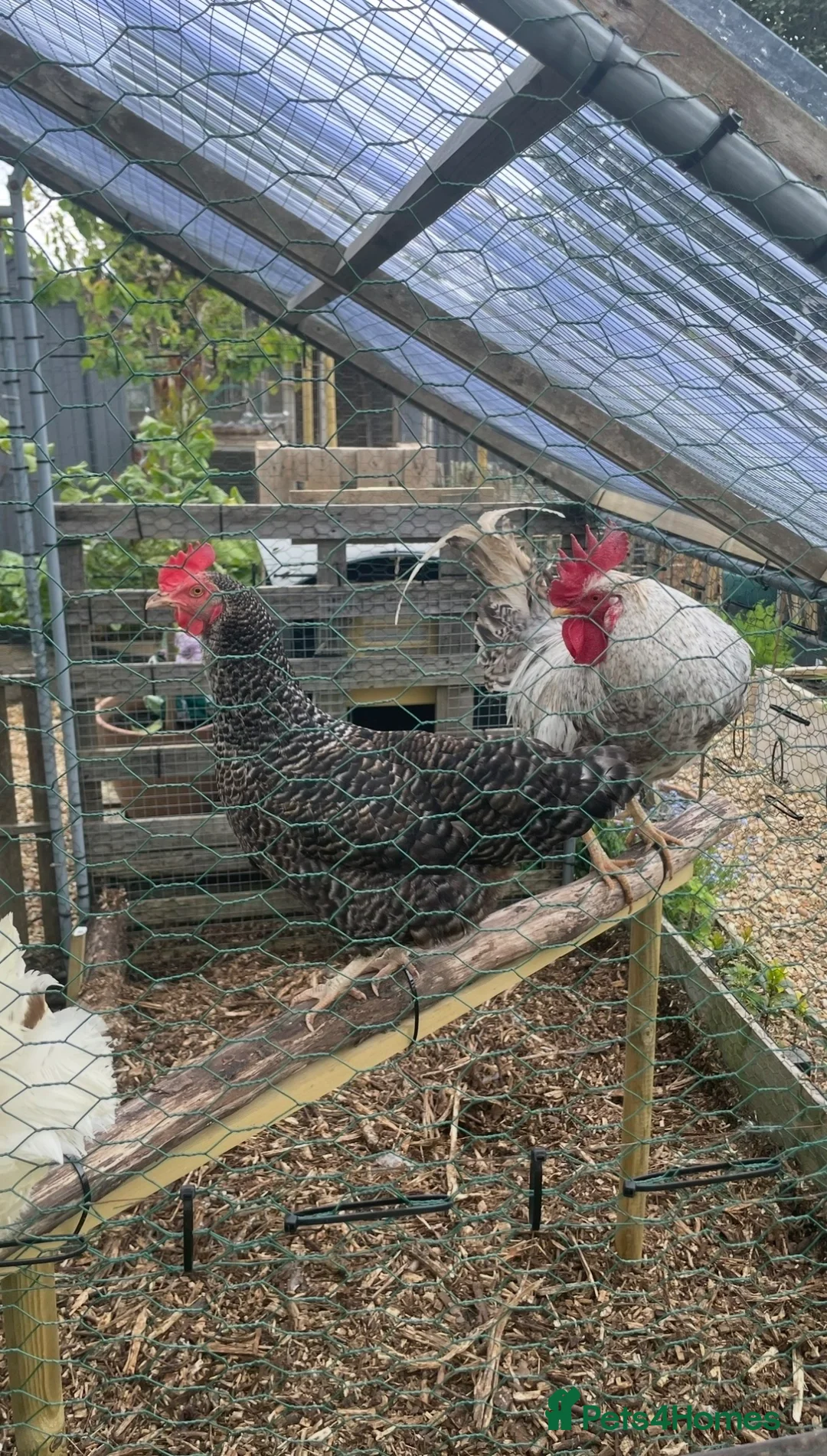 Chickens poultry for sale: Olive Egger/Cream Legbar Hatching eggs in Halesowen - Advert 3