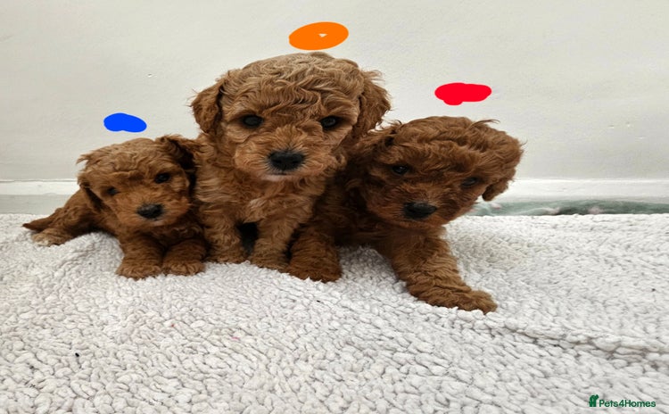 Cavapoochon dogs - Advert 1