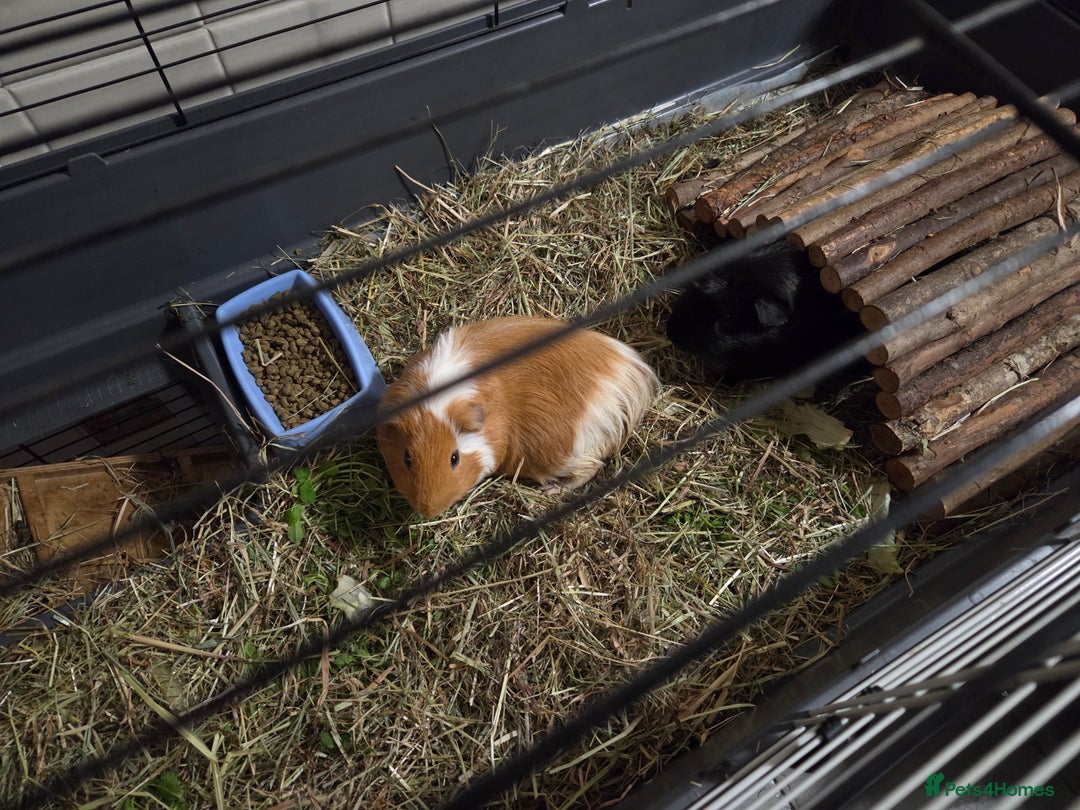 Guinea Pig rodents for sale: Bonded male pair with full indoor set up - Advert 2