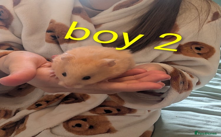 Hamster rodents - Advert 2