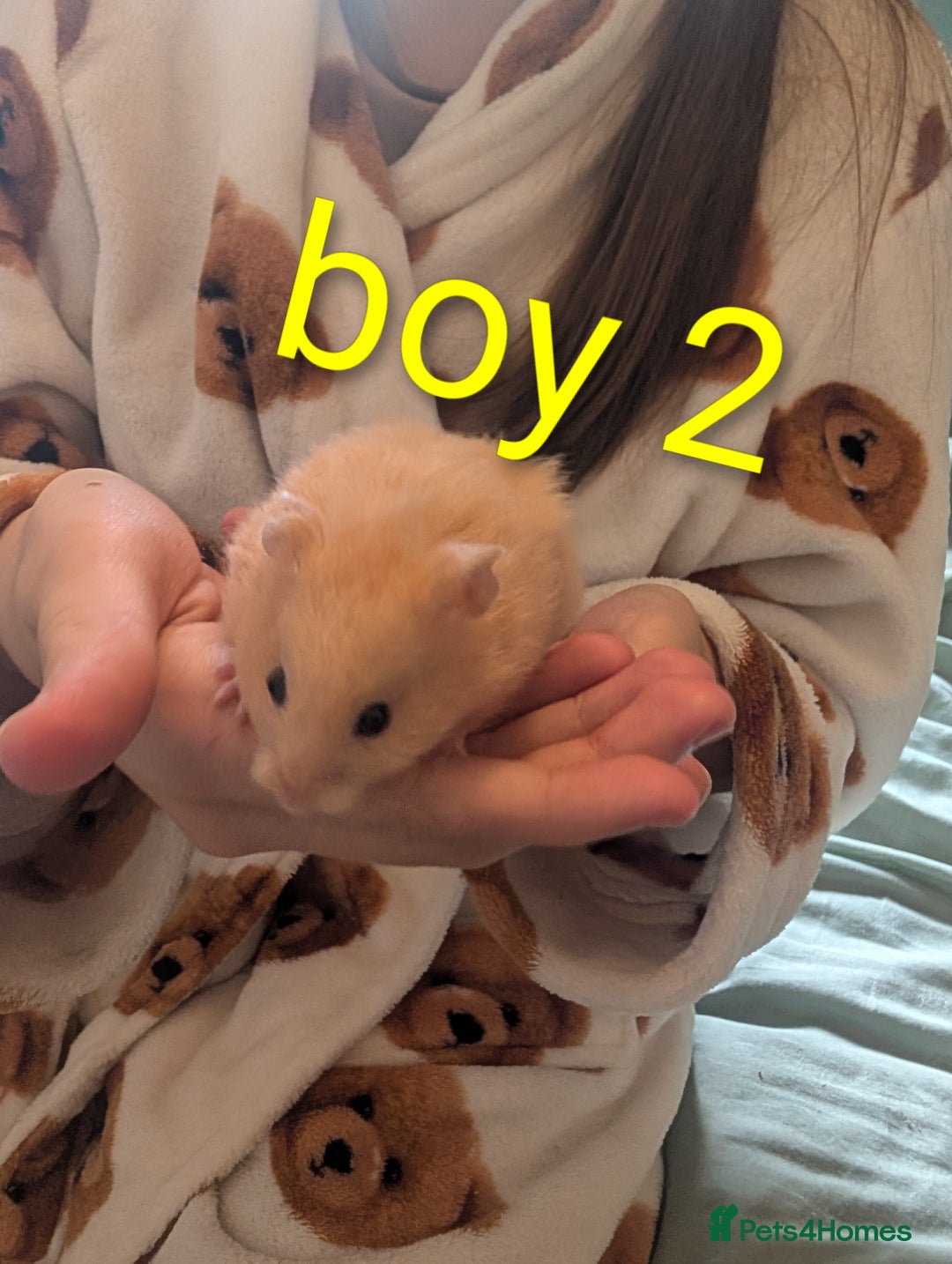 Hamster rodents for sale: Baby Syrian hamsters  - Image 1