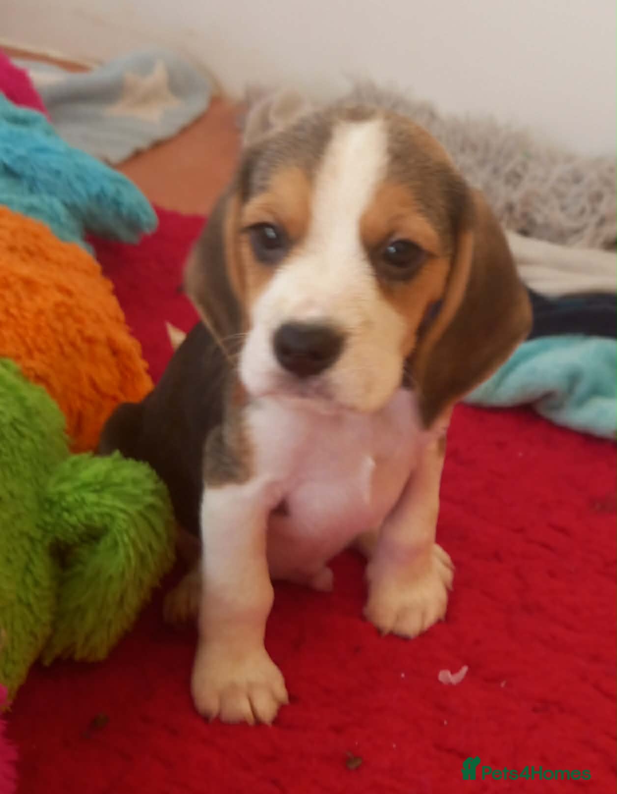 Beagle dogs KC Registered Beagle Puppies  - Advert 2