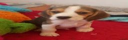 Beagle dogs for sale: KC Registered Beagle Puppies  - Advert 3