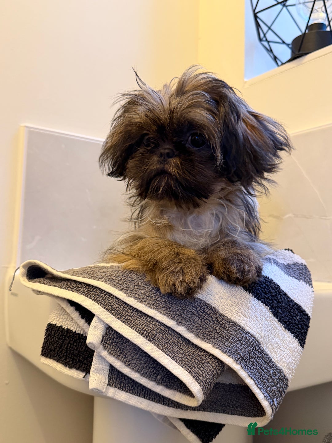 Shih Tzu dogs for sale: 2 x  Imperial Shihtzu - Advert 13