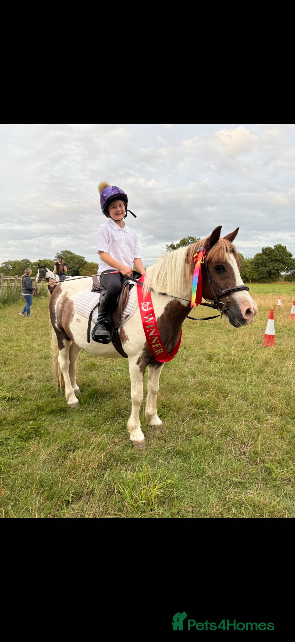 Welsh Section C horses for sale: 12.2 Family/PC Pony - Advert 1