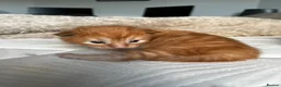 Maine Coon cats for sale: Stunning Mainecoon Kittens - Advert 9