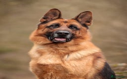 German Shepherd dogs for stud: KC Registered German Shepherd Stud in Stafford - Image 5