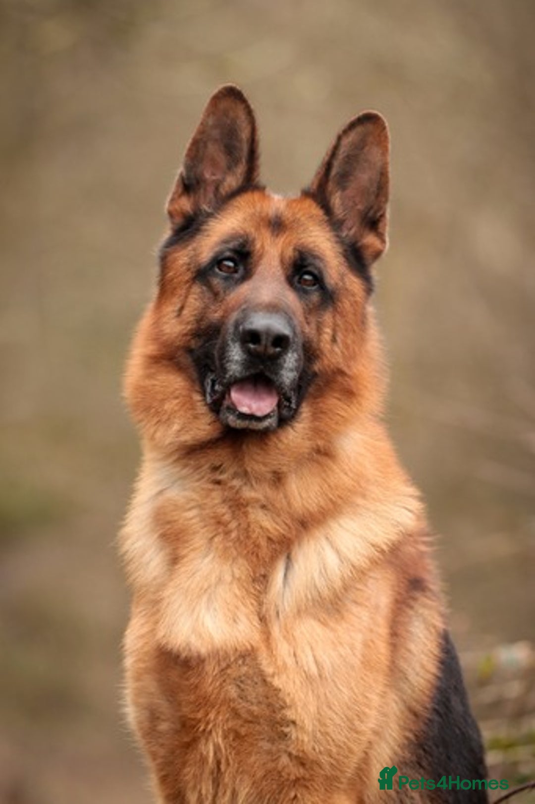 German Shepherd dogs for stud: KC Registered German Shepherd Stud in Stafford - Image 5