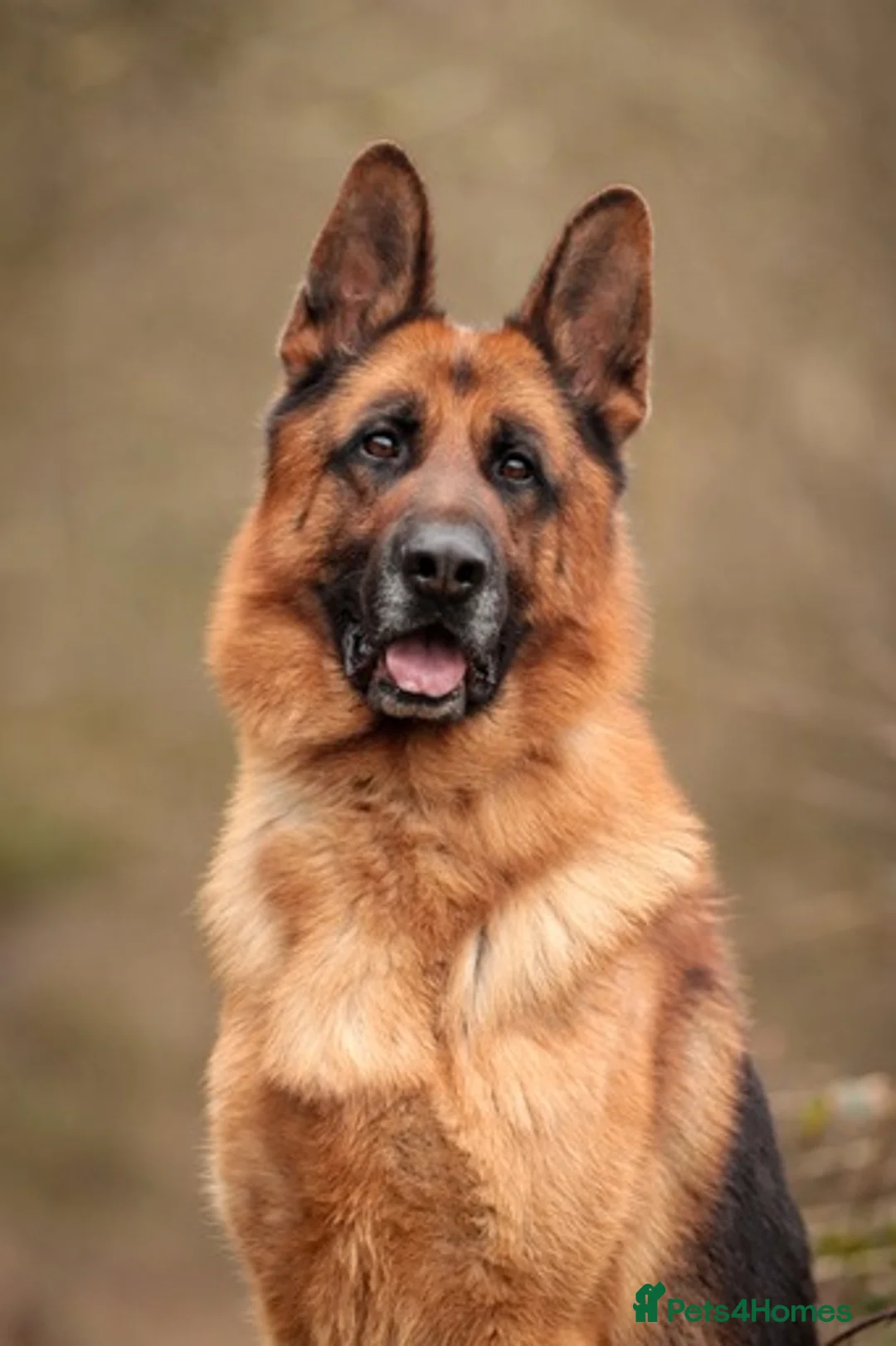 German Shepherd dogs for stud: KC Registered German Shepherd Stud in Stafford - Advert 5
