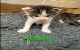 Mixed Breed cats for sale: 3 beautiful kittens  - Image 2